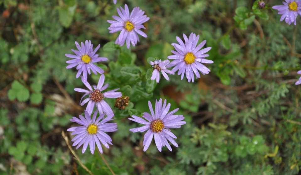 Aster amellus