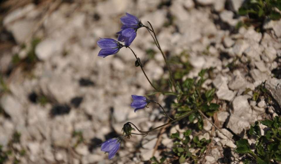 Campanula cochleariifolia