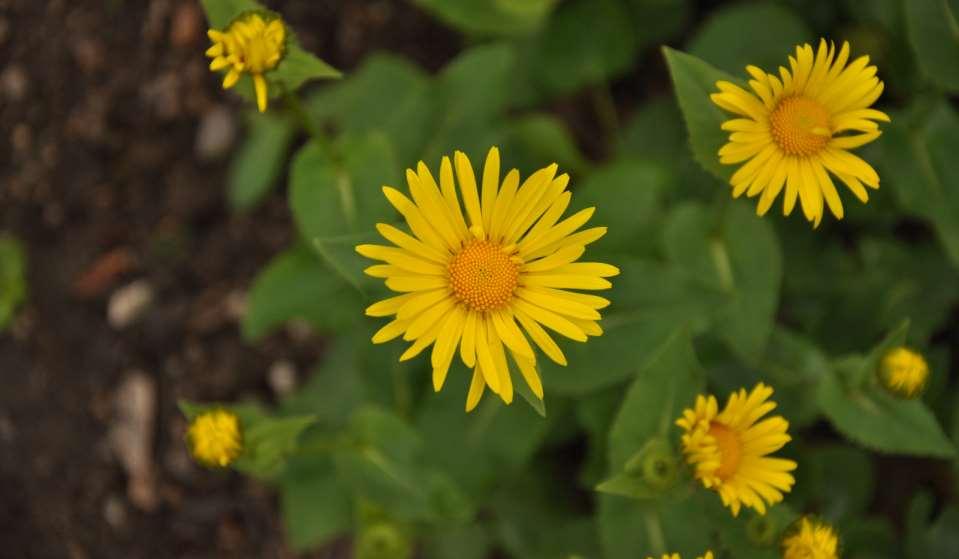 Doronicum