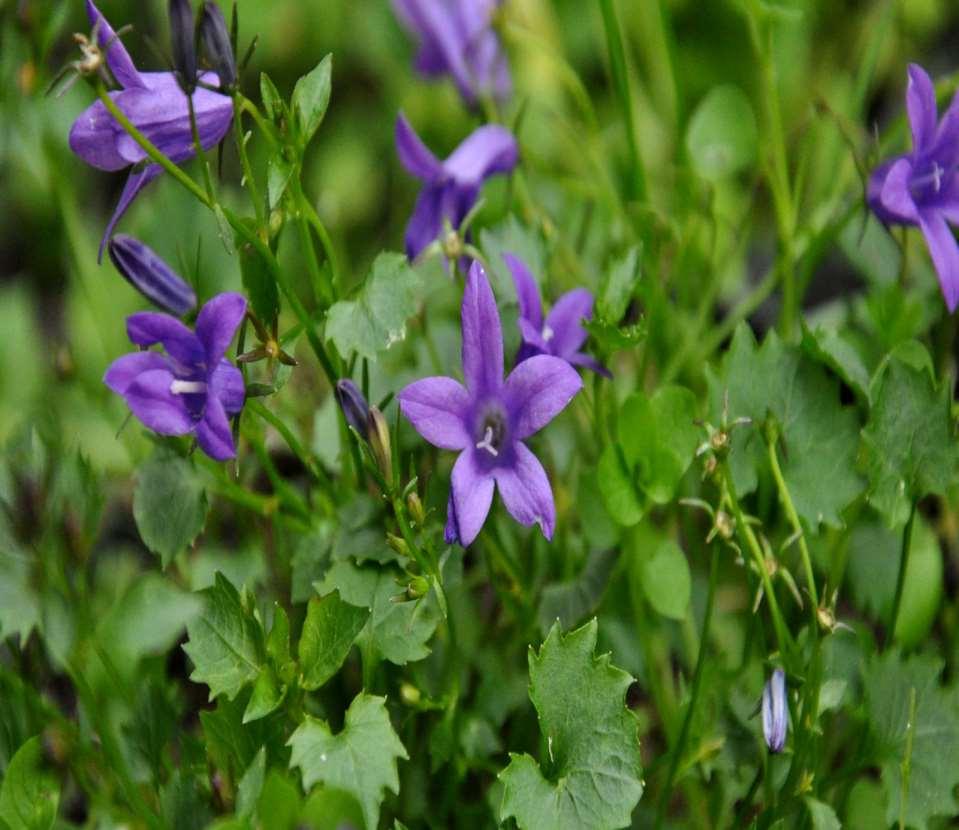Campanula poscharskyana JV Evropa Dinaridy,