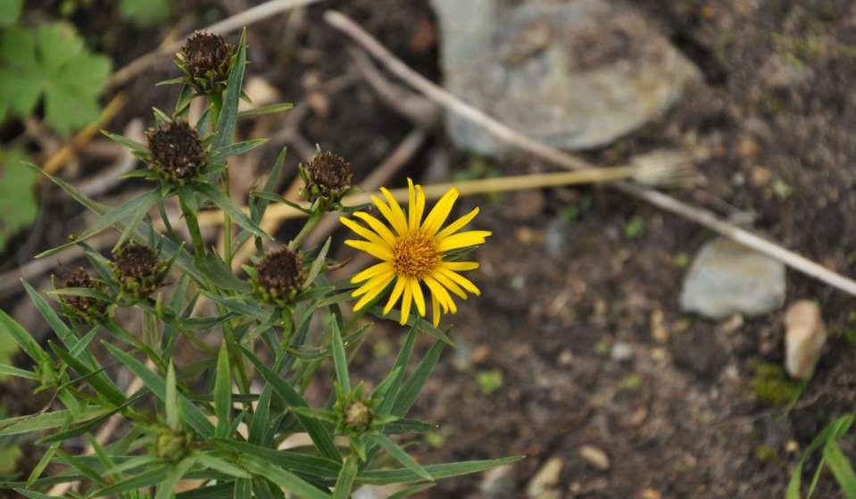 Inula