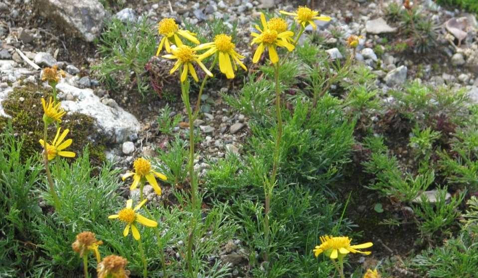 peganum (CC BY-SA 2.