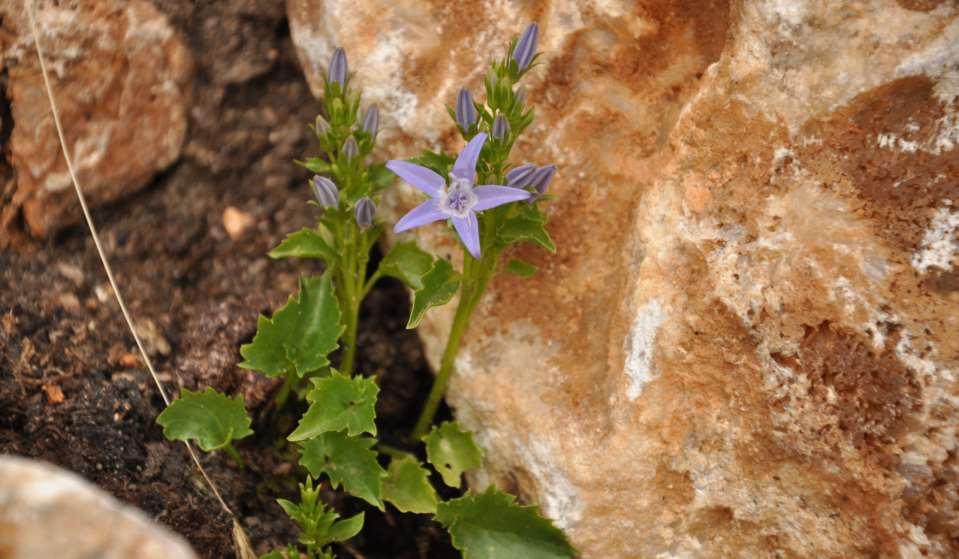 Campanula