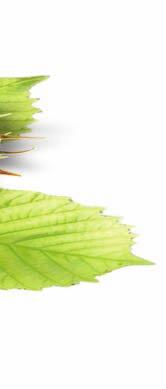 sáčku ovesná nať (Avena sativa) 60, 900 mg nestanoveno pohanková nať (Fagopyrum esculentum Moench) 20, 300 mg nestanoveno komonicová nať (Melilotus officinalis) 10, 150 mg nestanoveno mařinková nať