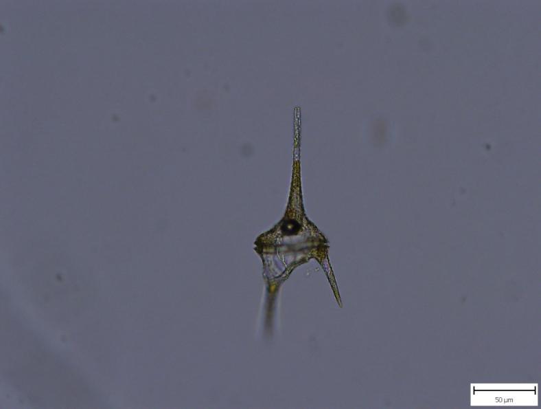 simplex MEYEN