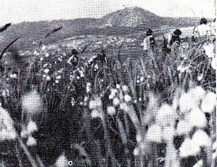tato krajina, charakteristická svými lužními lesy, loukami a mokřady, měla nejen vysokou ekologickou, ale i estetickou hodnotu. Vodohospodářské zásahy, spojené s regulací dolního toku Dyje (v 60.