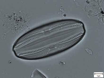 společenstvo řas (v hranaté závorce současně používané názvy): Epithemia zebra (Ehbg.), Epithemia sorex Kg., Ceratoneis amphioxys Rabenh.