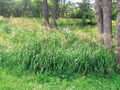), jiné vytvářejí semennou banku se životností několika let a po snížení hladiny se mohou rozmnožit ve velkém množství (např. Carex pseudocyperus L., Cyperus fuscus L., Veronica anagallis L.). Obr. 5.