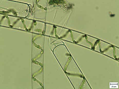 Kaštovský) Fig. 9. Lemanea fluviatilis a rare filamentous benthic alga (Rhodopyta) in the Dyje River upstream of the Vranov Dam (photo: J. Kaštovský) Obr. 8.