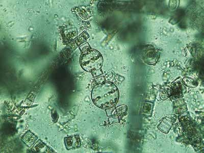 Bacterial "Aufwuchs in the Dyje riverbed downstream of the inflow of the Pulkava River in 1982 V letech 1992 1994 se v Dyji nad horní nádrží v úseku od Hevlína po vtok do nádrže v Drnholci znovu