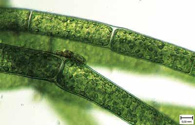 16), vláknité řasy Cladophora glomerata, Enteromorpha intestinalis [Ulva intestinalis] a Oedogonium rivulare. Z mechů Amblystegium riparium a Fissidens sp.