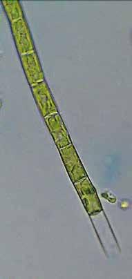 Synedra [Fragilaria] ulna, Fragilaria construens, Rhoicosphenia curvata [Rhoicosphenia abbreviata] a Cocconeis placentula, z vláknitých řas Cladophora glomerata, Oedogonium rivulare, Enteromorpha