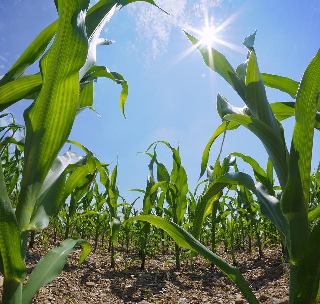 extrémními jevy, někdy dokonce znali přibližně princip fungování skleníkového efektu a příčiny změny klimatu. Často ale místo vysvětlení projevů, příčin, procesů nebo způsobu fungování tzv.