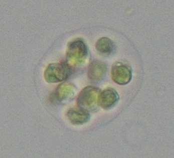 Eudorina