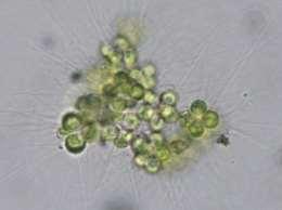 sklenice sklenice Eudorina