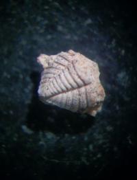 pygidium.