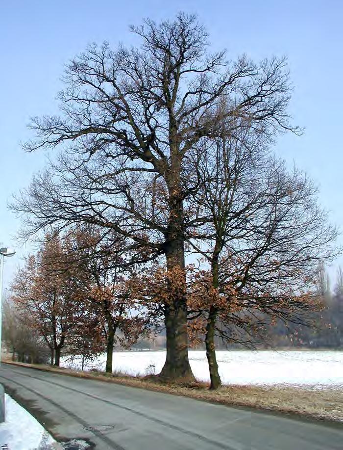 IDEÁLNÍ