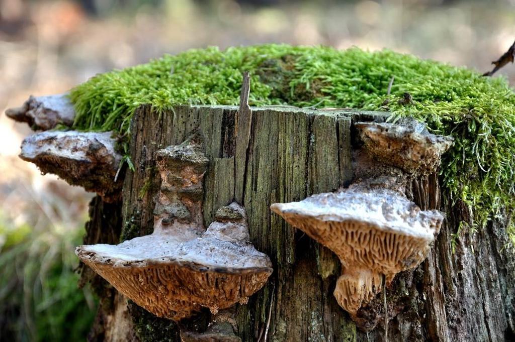 Věděli jste, že? Energetickou biomasou můžeme označit především zbytky větví a vrcholy stromů, které v lesích zůstávají po těžbě dřeva. Dříve se tento klest pálil bez využití přímo v lese.