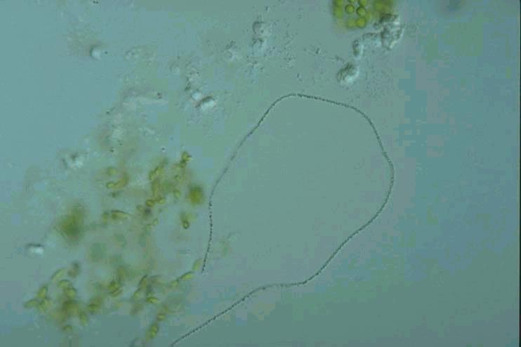 Fermentace přírodních podmínkách sinice tvořící silné nárosty (microbial mats) často v extrémních