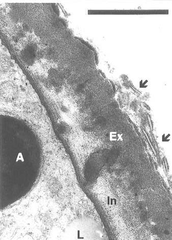Final structure of the pollen wall, with the pectocellulosic Intine (In), the sporopollenin Exine (Ex) and