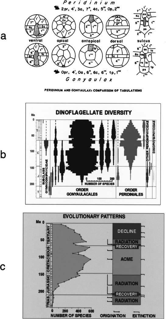 (b) Graphic demonstration of the predominance of the Peridiniphycidae (Gonyaulacales plus