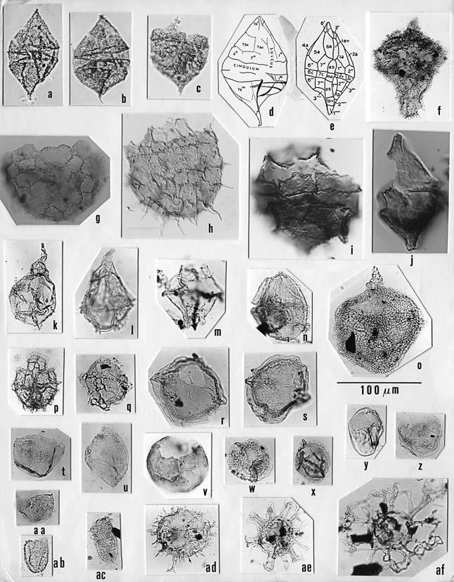 Late Triassic and Jurassic dinoflagellate cysts. Although Paleozoic dinoflagellate cysts have been reported, none of the claims has been substantiated.