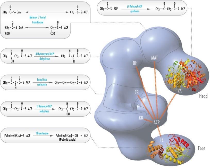 synthase