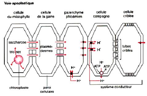 Vstup asimilátů do floému (phloem loading): apoplastický x
