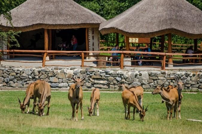 1998) a nejprestižnější světové organizace Světové asociace zoologických zahrad a akvárií (WAZA, od r.