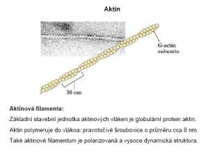 cytoplazma Cytoplazma: