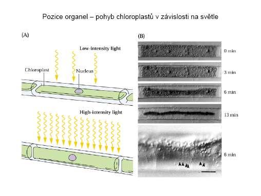 cytoplazma