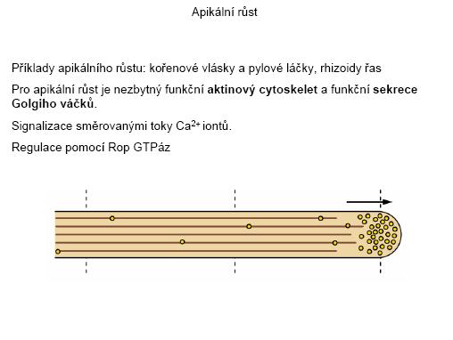 cytoplazma Cytoplazma: Cytoskelet 2.