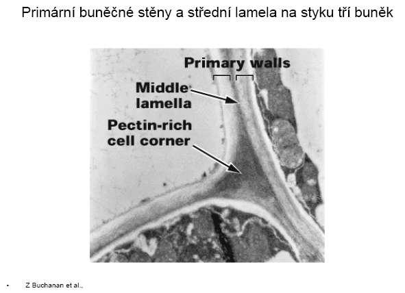 Rostlinná buňka a její součásti: Buněčná stěna