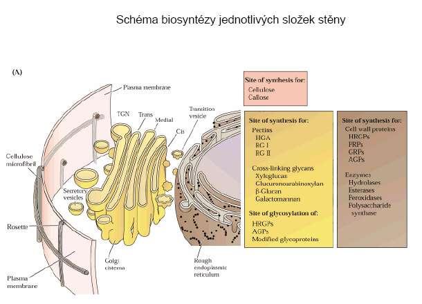 buněčná stěna Buněčná stěna -