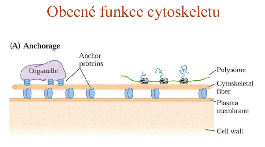 cytoplazma