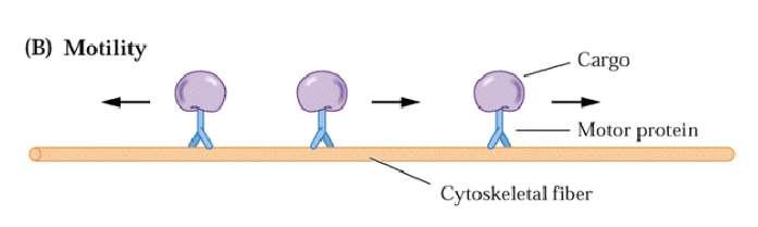 Cytoskelet