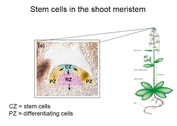 1. Embryo a primární tělo rostliny