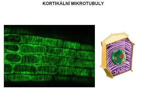 cytoplazma Cytoskelet 1.