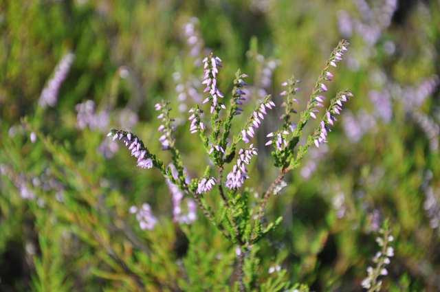 Čeleď Ericaceae (vřesovcovité), Ericoideae Calluna vulgaris (vřes obecný) křižmostojné