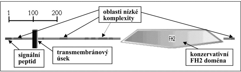 7.3. SMART Soubor nástrojů pro analýzu struktury proteinů SMART (Simple Modular Architecture Research Tool; Schultz et al., 1998; Letunic et al., 2002), dostupný na http://smart.embl-heidelberg.