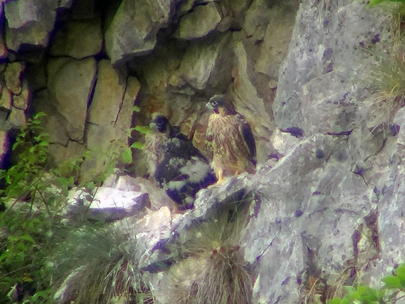 Zpravodaj SOVDS 7 (7): 6 Zahraniční nálezy V lednu 6 byly nalezeny pozůstatky samce EM na zdi domu v německém městě Rotfelden, (Baden-Württemberg) ve vzdálenosti km od místa kroužkování.