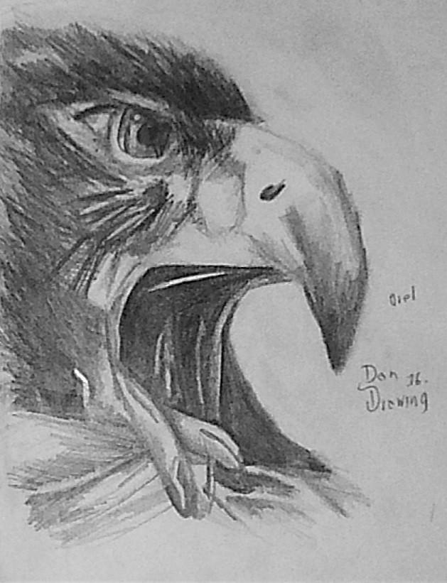 Zpravodaj SOVDS 7 (7): 9 dravci (Falconiformes) Molitor P. : Mimohnízdní denzita dravců v zemědělské krajině Hlučínské pahorkatiny v letech 6 9. Acrocephalus : -. sovy (Strigiformes) Hertl I.