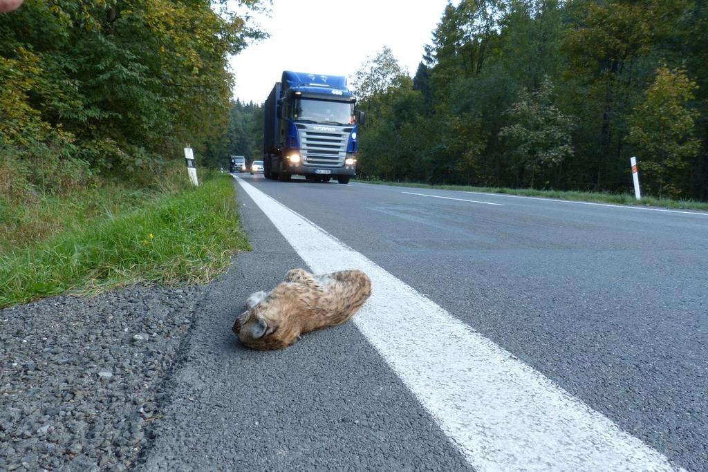 Mortalita rysa ostrovida v důsledku