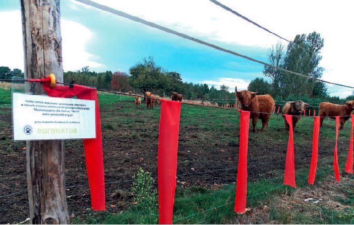 Funkční řešení pro ochranu stád před útoky vlků Elektrické oplocení (dop. výška 140-150 cm dle zkušeností z Německa, Polska), min.