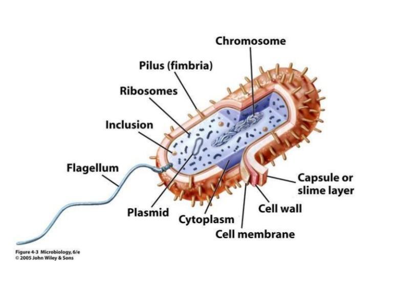 Úvod do mikrobiologie