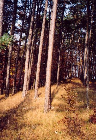 Převážně lesnatá vrchovina Lokalizace: k.ú.