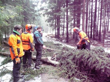 500 ks lesních dřevin (převážně buk lesní), - opravy lesní odvozní a přibližovací dopravní sítě, - získání dotace na šetrné hospodaření v lesích a výsadby