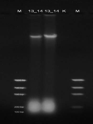 Určení kvality vyizolované DNA Obr 14.
