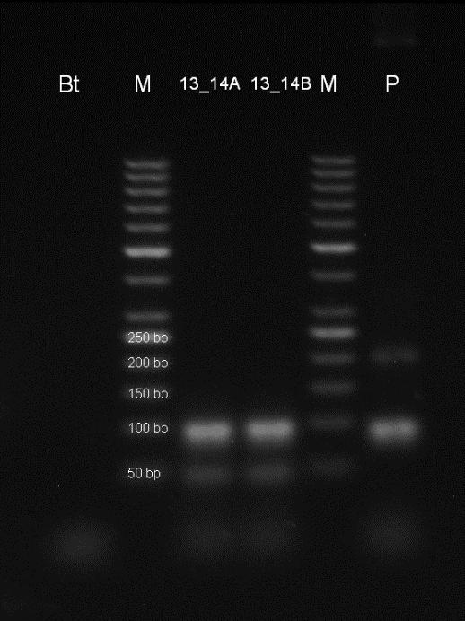 ng/µl), Bt beztemplátová kontrola, M - marker 50 bp, P pozitivní kontrola CRM 32/2012. Amplifikační kit REDTaq.