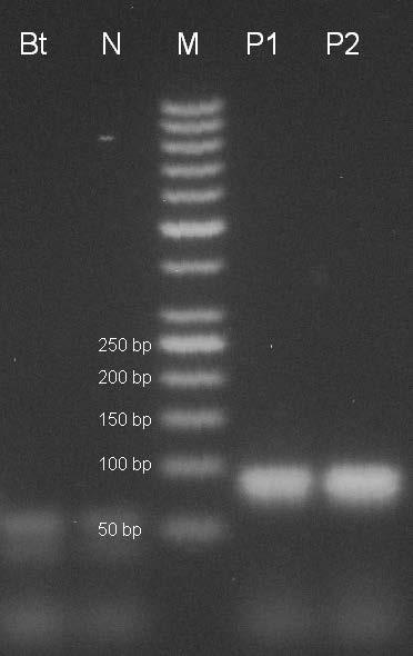 kontrola CRM 13/2014 s koncentrací DNA 5 ng/µl, P2 pozitivní kontrola CRM 13/2014 s koncentrací DNA 10 ng/µl. Amplifikační kit REDTaq.